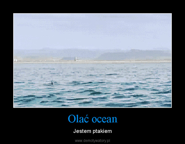 Olać ocean – Jestem ptakiem 