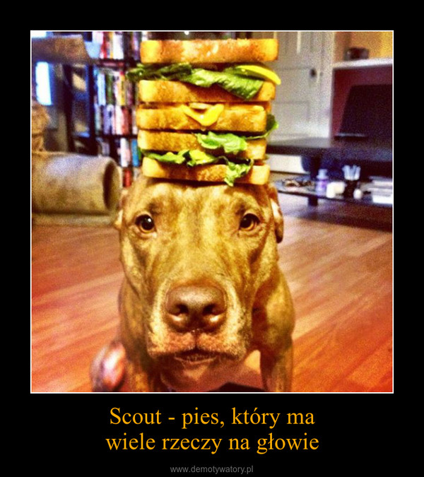 Scout - pies, który mawiele rzeczy na głowie –  