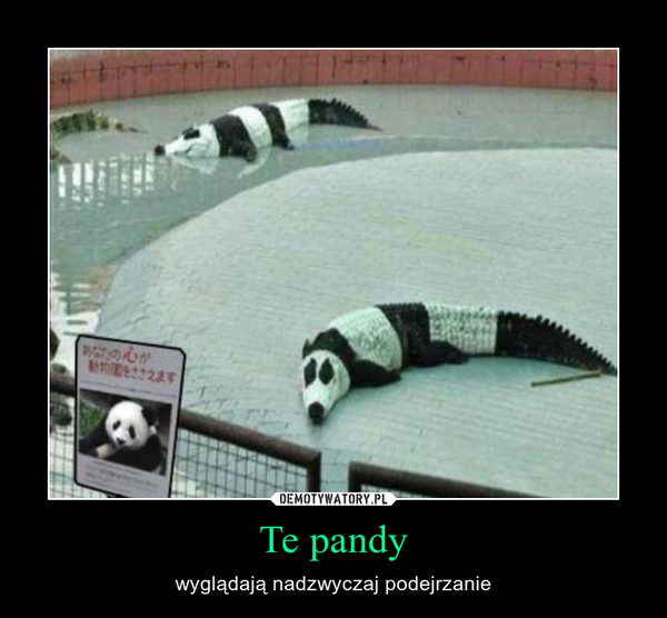Te pandy – wyglądają nadzwyczaj podejrzanie 