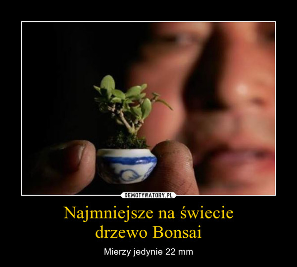 Najmniejsze na świeciedrzewo Bonsai – Mierzy jedynie 22 mm 