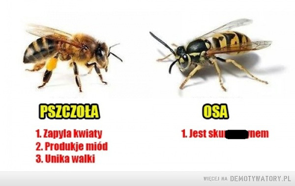 Pszczoła vs Osa –  