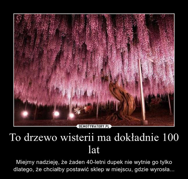 To drzewo wisterii ma dokładnie 100 lat – Miejmy nadzieję, że żaden 40-letni dupek nie wytnie go tylko dlatego, że chciałby postawić sklep w miejscu, gdzie wyrosła... 