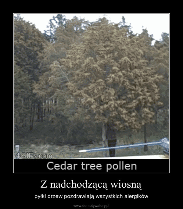 Z nadchodzącą wiosną – pyłki drzew pozdrawiają wszystkich alergików 