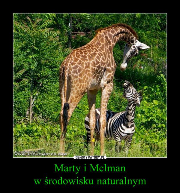 Marty i Melmanw środowisku naturalnym –  