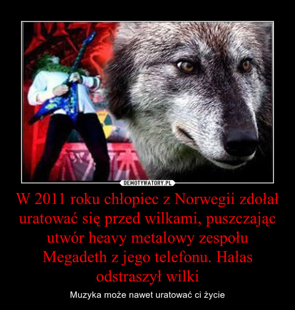 W 2011 roku chłopiec z Norwegii zdołał uratować się przed wilkami, puszczając utwór heavy metalowy zespołu Megadeth z jego telefonu. Hałas odstraszył wilki