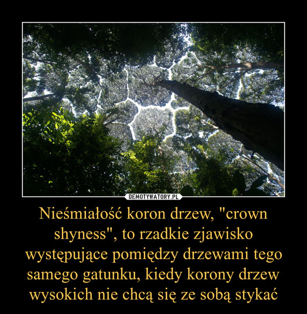 Nieśmiałość koron drzew, "crown shyness", to rzadkie zjawisko występujące pomiędzy drzewami tego samego gatunku, kiedy korony drzew wysokich nie chcą się ze sobą stykać