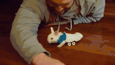 Sparaliżowany królik, który  dostał małą deskorolkę jako  protezę na niesprawne tylne łapki –  
