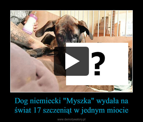 Dog niemiecki "Myszka" wydała na świat 17 szczeniąt w jednym miocie –  