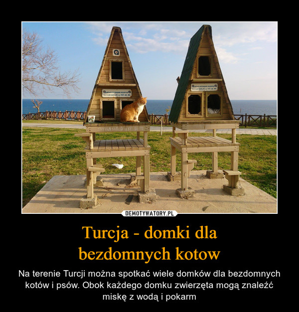 Turcja - domki dlabezdomnych kotow – Na terenie Turcji można spotkać wiele domków dla bezdomnych kotów i psów. Obok każdego domku zwierzęta mogą znaleźć miskę z wodą i pokarm 