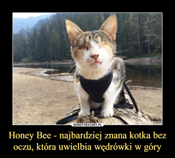 Honey Bee - najbardziej znana kotka bez oczu, która uwielbia wędrówki w góry