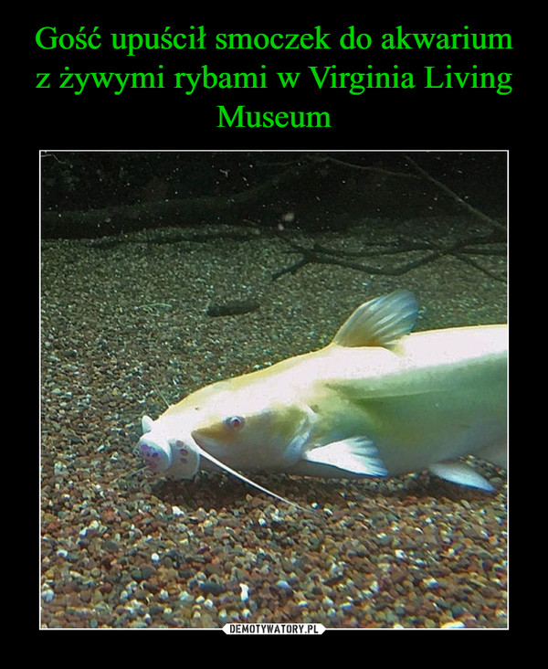 Gość upuścił smoczek do akwarium z żywymi rybami w Virginia Living Museum