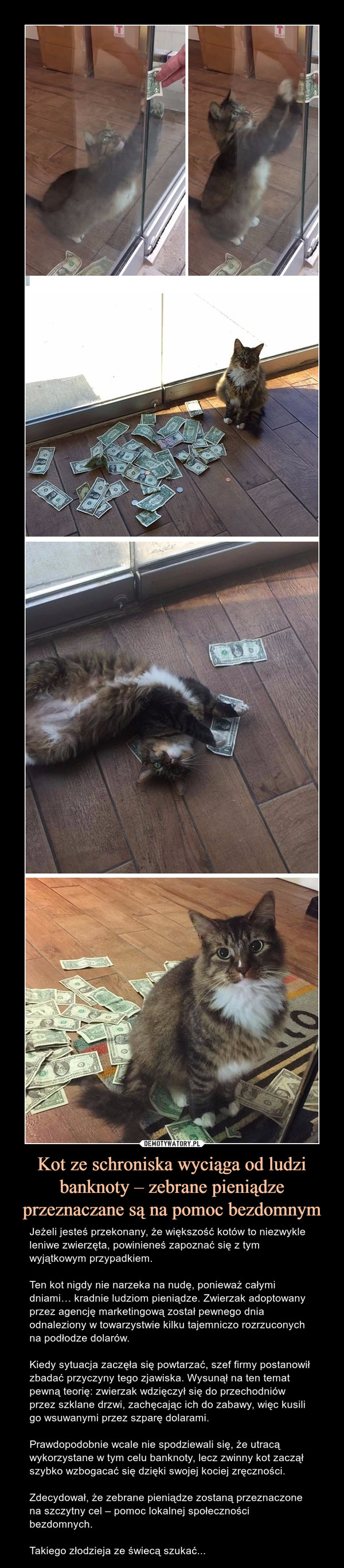 Kot ze schroniska wyciąga od ludzi banknoty – zebrane pieniądze przeznaczane są na pomoc bezdomnym – Jeżeli jesteś przekonany, że większość kotów to niezwykle leniwe zwierzęta, powinieneś zapoznać się z tym wyjątkowym przypadkiem.Ten kot nigdy nie narzeka na nudę, ponieważ całymi dniami… kradnie ludziom pieniądze. Zwierzak adoptowany przez agencję marketingową został pewnego dnia odnaleziony w towarzystwie kilku tajemniczo rozrzuconych na podłodze dolarów.Kiedy sytuacja zaczęła się powtarzać, szef firmy postanowił zbadać przyczyny tego zjawiska. Wysunął na ten temat pewną teorię: zwierzak wdzięczył się do przechodniów przez szklane drzwi, zachęcając ich do zabawy, więc kusili go wsuwanymi przez szparę dolarami.Prawdopodobnie wcale nie spodziewali się, że utracą wykorzystane w tym celu banknoty, lecz zwinny kot zaczął szybko wzbogacać się dzięki swojej kociej zręczności.Zdecydował, że zebrane pieniądze zostaną przeznaczone na szczytny cel – pomoc lokalnej społeczności bezdomnych.Takiego złodzieja ze świecą szukać... 