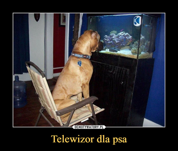 Telewizor dla psa –  