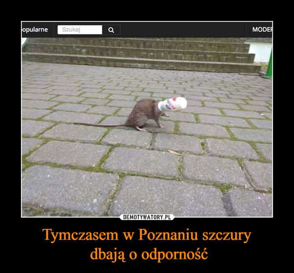 Tymczasem w Poznaniu szczury dbają o odporność –  