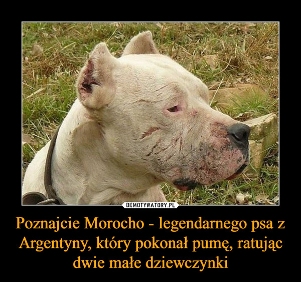 Poznajcie Morocho - legendarnego psa z Argentyny, który pokonał pumę, ratując dwie małe dziewczynki –  