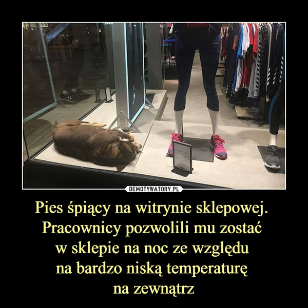 Pies śpiący na witrynie sklepowej. Pracownicy pozwolili mu zostać w sklepie na noc ze względu na bardzo niską temperaturę na zewnątrz –  