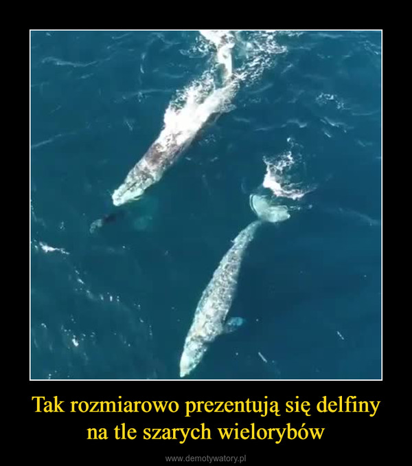 Tak rozmiarowo prezentują się delfiny na tle szarych wielorybów –  