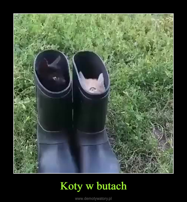 Koty w butach –  