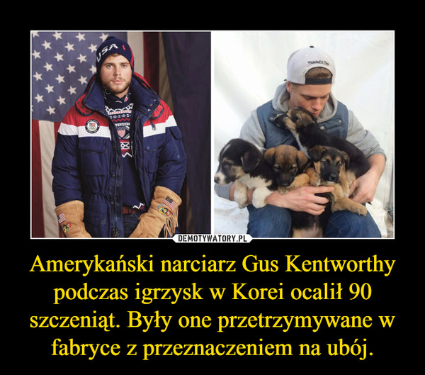 Amerykański narciarz Gus Kentworthy podczas igrzysk w Korei ocalił 90 szczeniąt. Były one przetrzymywane w fabryce z przeznaczeniem na ubój. –  