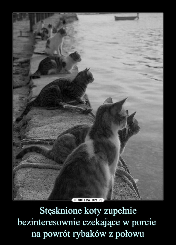 Stęsknione koty zupełnie bezinteresownie czekające w porcie na powrót rybaków z połowu –  