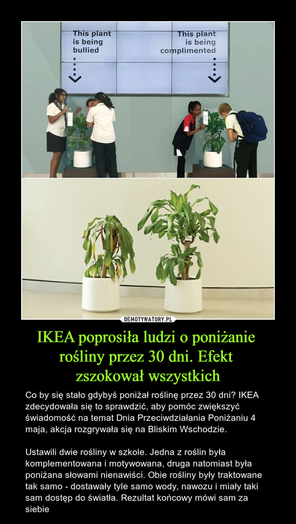 IKEA poprosiła ludzi o poniżanie rośliny przez 30 dni. Efekt zszokował wszystkich – Co by się stało gdybyś poniżał roślinę przez 30 dni? IKEA zdecydowała się to sprawdzić, aby pomóc zwiększyć świadomość na temat Dnia Przeciwdziałania Poniżaniu 4 maja, akcja rozgrywała się na Bliskim Wschodzie.Ustawili dwie rośliny w szkole. Jedna z roślin była komplementowana i motywowana, druga natomiast była poniżana słowami nienawiści. Obie rośliny były traktowane tak samo - dostawały tyle samo wody, nawozu i miały taki sam dostęp do światła. Rezultat końcowy mówi sam za siebie 