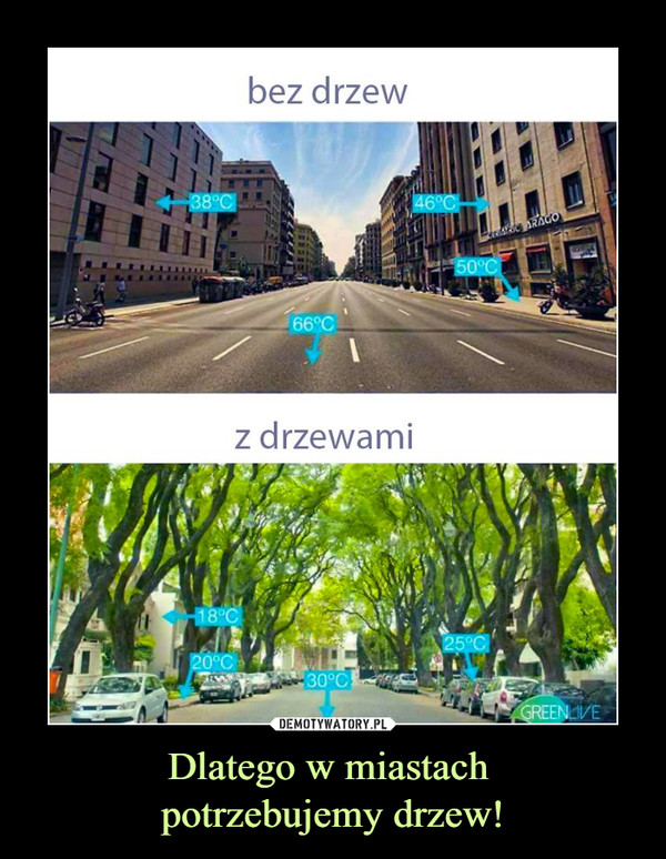 Dlatego w miastach 
potrzebujemy drzew!