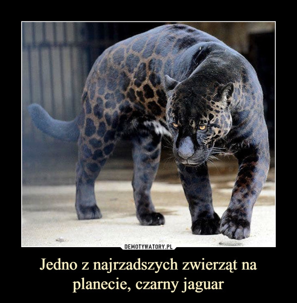 Jedno z najrzadszych zwierząt na planecie, czarny jaguar –  
