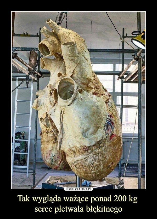 Tak wygląda ważące ponad 200 kg serce płetwala błękitnego –  