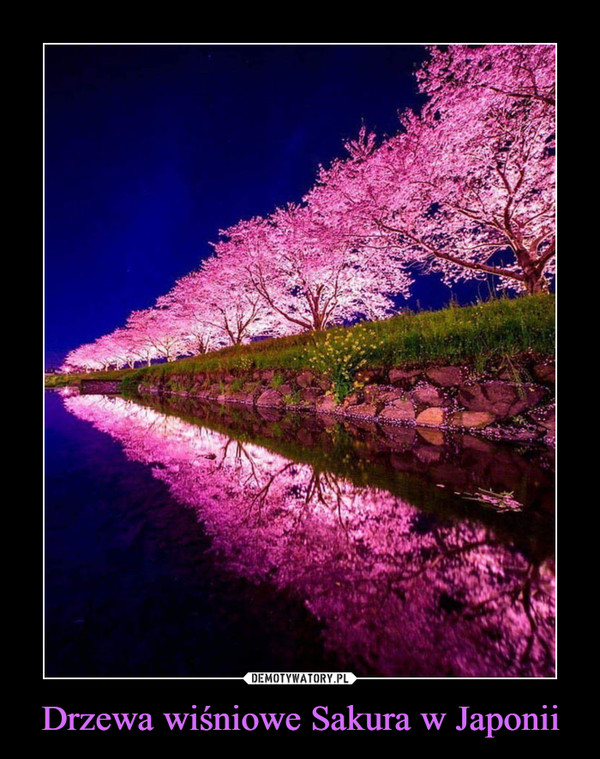 Drzewa wiśniowe Sakura w Japonii