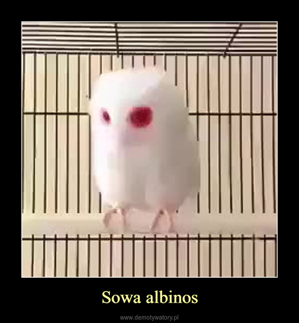 Sowa albinos –  