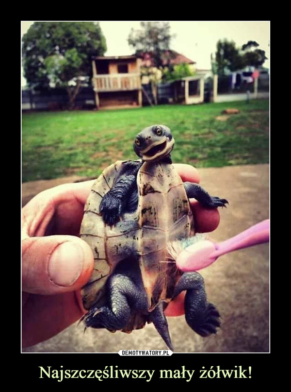 Najszczęśliwszy mały żółwik! –  