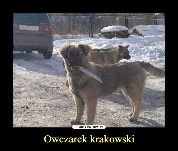 Owczarek krakowski –  
