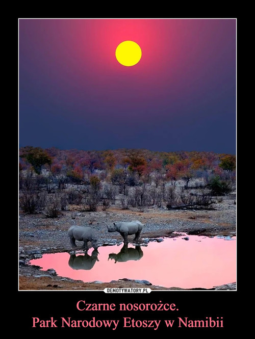 Czarne nosorożce.
Park Narodowy Etoszy w Namibii
