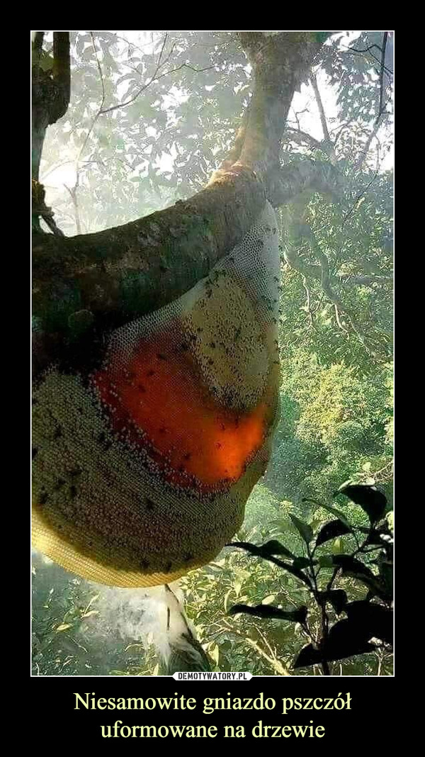 Niesamowite gniazdo pszczół uformowane na drzewie –  