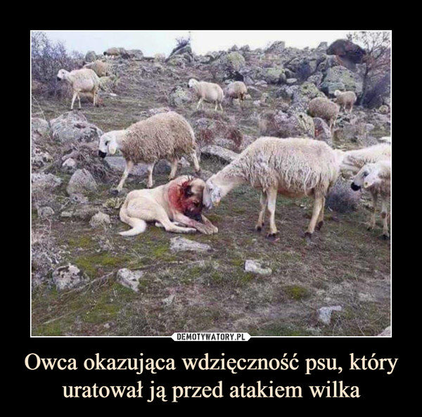 Owca okazująca wdzięczność psu, który uratował ją przed atakiem wilka –  
