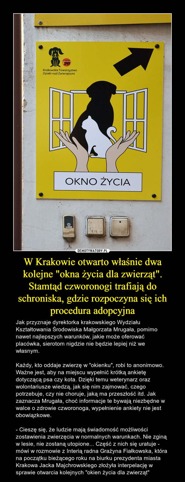 W Krakowie otwarto właśnie dwa kolejne "okna życia dla zwierząt". Stamtąd czworonogi trafiają do schroniska, gdzie rozpoczyna się ich procedura adopcyjna