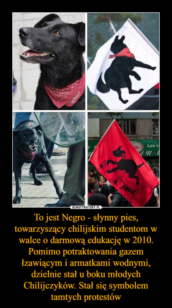 To jest Negro - słynny pies, towarzyszący chilijskim studentom w walce o darmową edukację w 2010. Pomimo potraktowania gazem łzawiącym i armatkami wodnymi, dzielnie stał u boku młodych Chilijczyków. Stał się symbolem tamtych protestów