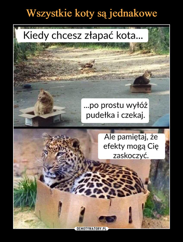  –  Kiedy chcesz złapać kota.....po prostu wyłóżpudełka i czekaj.Ale pamiętaj, żeefekty mogą Cięzaskoczyć.