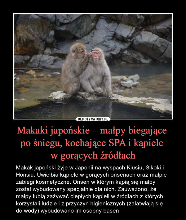 Makaki japońskie – małpy biegające po śniegu, kochające SPA i kąpiele w gorących źródłach – Makak japoński żyje w Japonii na wyspach Kiusiu, Sikoki i Honsiu. Uwielbia kąpiele w gorących onsenach oraz małpie zabiegi kosmetyczne. Onsen w którym kąpią się małpy został wybudowany specjalnie dla nich. Zauważono, że małpy lubią zażywać ciepłych kąpieli w źródłach z których korzystali ludzie i z przyczyn higienicznych (załatwiają się do wody) wybudowano im osobny basen 