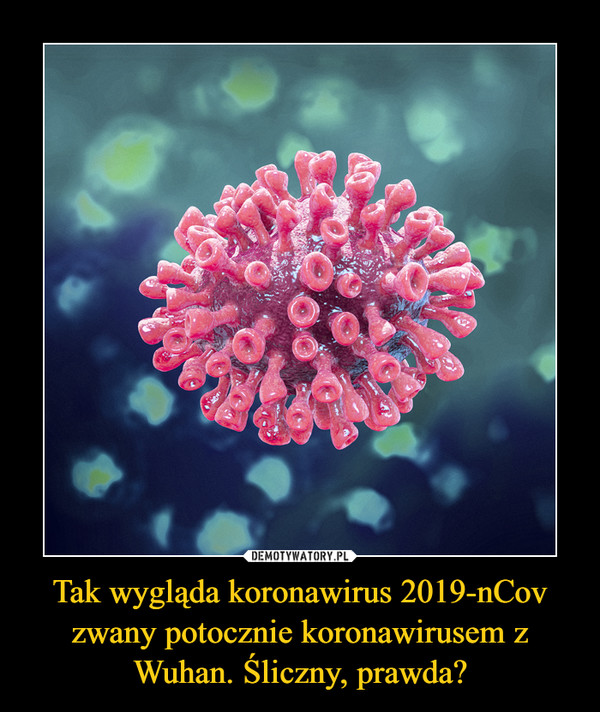 Tak wygląda koronawirus 2019-nCov zwany potocznie koronawirusem z Wuhan. Śliczny, prawda? –  
