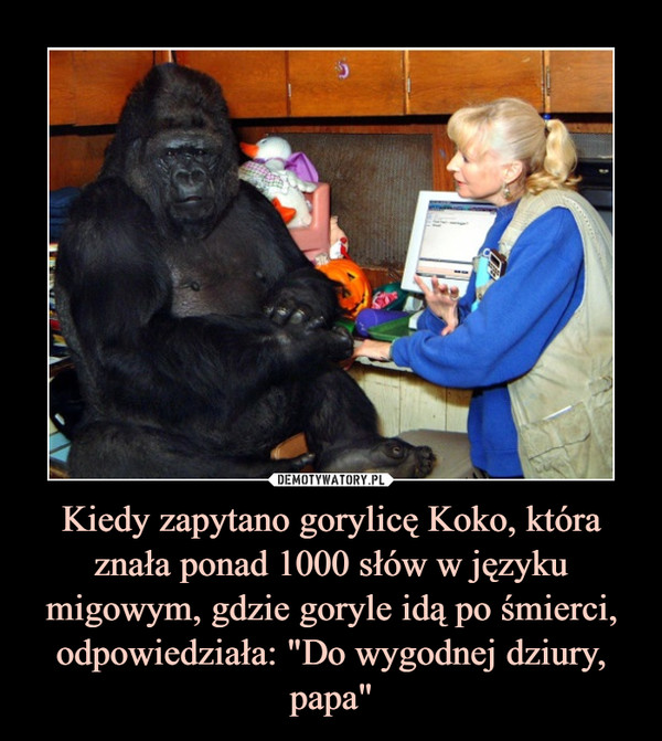 Kiedy zapytano gorylicę Koko, która znała ponad 1000 słów w języku migowym, gdzie goryle idą po śmierci, odpowiedziała: "Do wygodnej dziury, papa" –  