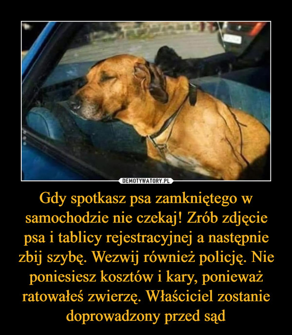 Gdy spotkasz psa zamkniętego w samochodzie nie czekaj! Zrób zdjęcie psa i tablicy rejestracyjnej a następnie zbij szybę. Wezwij również policję. Nie poniesiesz kosztów i kary, ponieważ ratowałeś zwierzę. Właściciel zostanie doprowadzony przed sąd –  