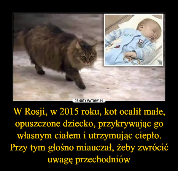 W Rosji, w 2015 roku, kot ocalił małe, opuszczone dziecko, przykrywając go własnym ciałem i utrzymując ciepło. Przy tym głośno miauczał, żeby zwrócić uwagę przechodniów –  