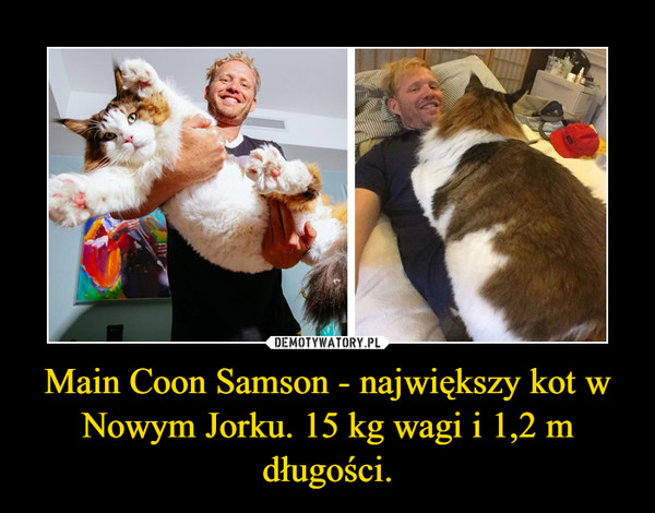 Main Coon Samson - największy kot w Nowym Jorku. 15 kg wagi i 1,2 m długości. –  