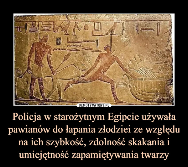 Policja w starożytnym Egipcie używała pawianów do łapania złodziei ze względu na ich szybkość, zdolność skakania i umiejętność zapamiętywania twarzy –  