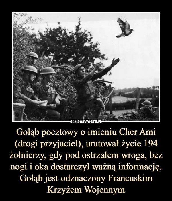 Gołąb pocztowy o imieniu Cher Ami (drogi przyjaciel), uratował życie 194 żołnierzy, gdy pod ostrzałem wroga, bez nogi i oka dostarczył ważną informację. Gołąb jest odznaczony Francuskim Krzyżem Wojennym –  