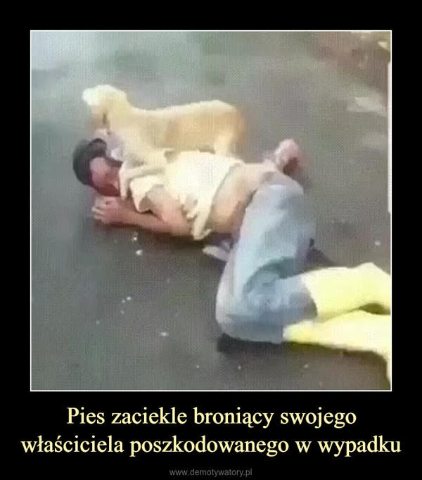 Pies zaciekle broniący swojego właściciela poszkodowanego w wypadku –  