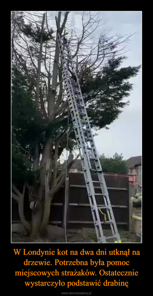 W Londynie kot na dwa dni utknął na drzewie. Potrzebna była pomoc miejscowych strażaków. Ostatecznie wystarczyło podstawić drabinę –  