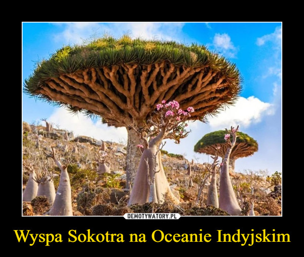 Wyspa Sokotra na Oceanie Indyjskim