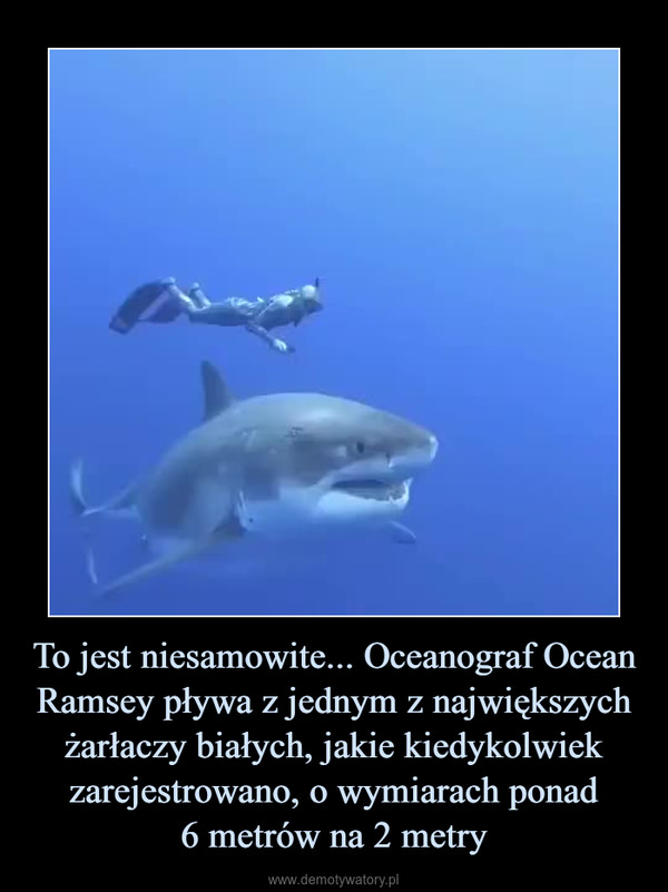 To jest niesamowite... Oceanograf Ocean Ramsey pływa z jednym z największych żarłaczy białych, jakie kiedykolwiek zarejestrowano, o wymiarach ponad6 metrów na 2 metry –  